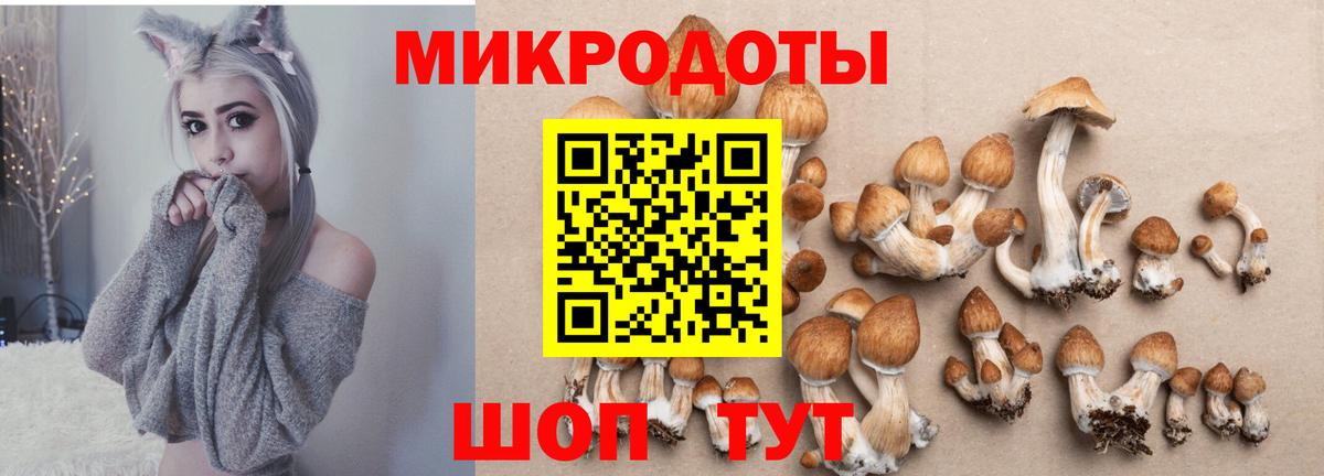 Камень-на-Оби  Галлюциногенные грибы Psilocybine cubensis  Вход с VPN 